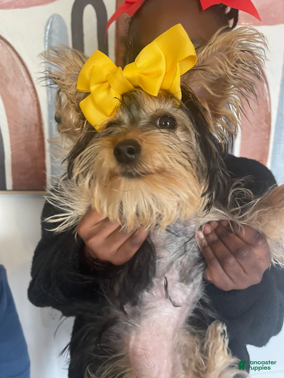 Yorkshire Terrier dogs for sale: Yorkshire Terrier Puppy 1 - Ad 2