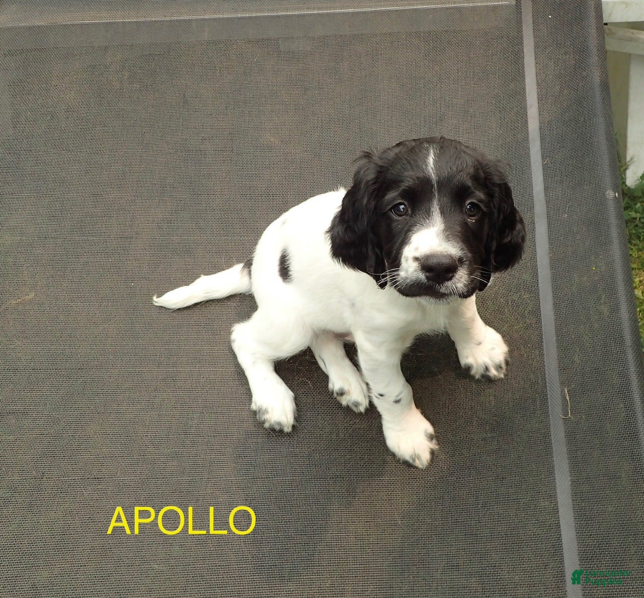 English Springer Spaniel dogs Apollo - Ad 11