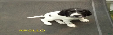 Apollo
