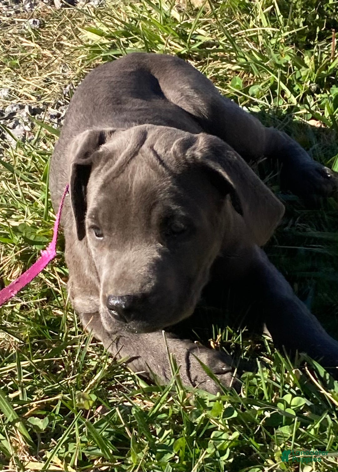 Cane Corso dogs for sale: Daffodil  - Ad 3