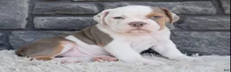 Beabull dogs for sale: Bruno  - Ad 4