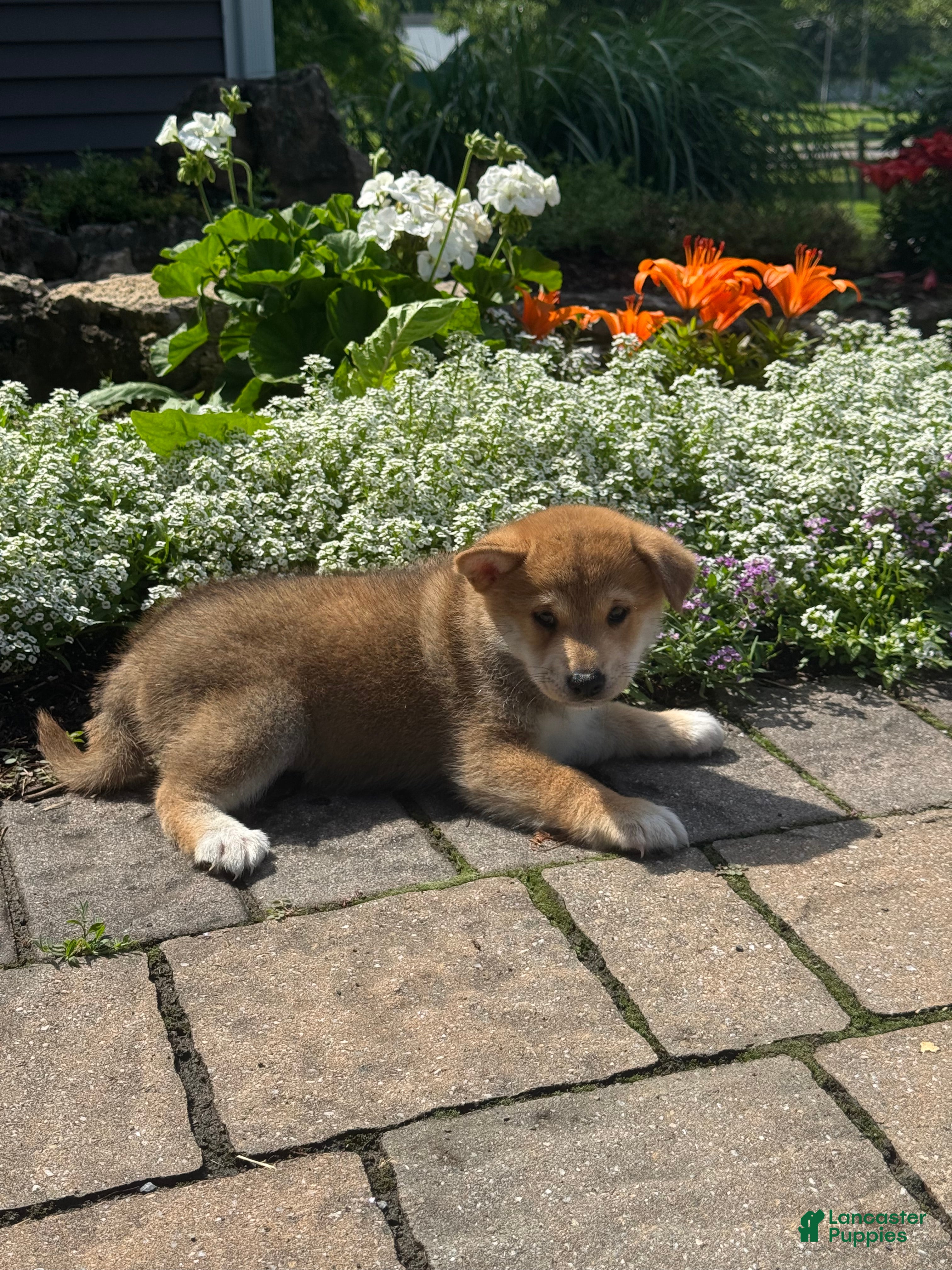 Shiba Inu dogs Indio - Ad 20