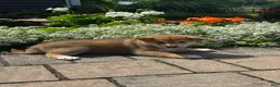 Shiba Inu dogs for sale: Indio - Ad 1