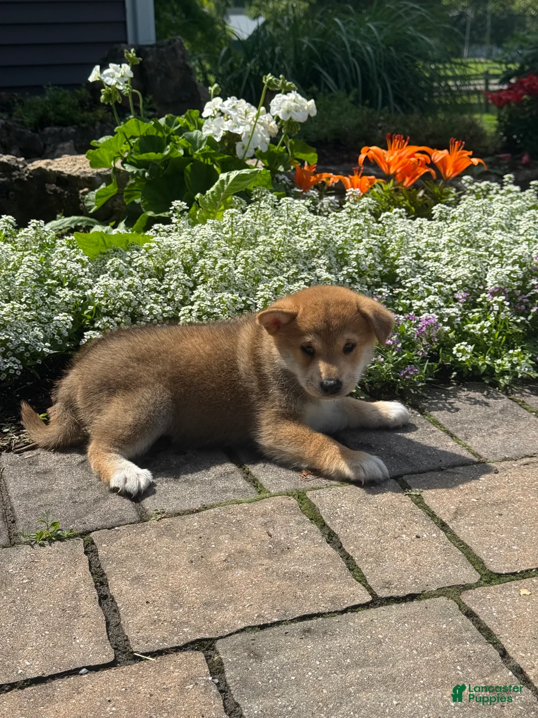 Shiba Inu dogs for sale: Indio - Ad 1