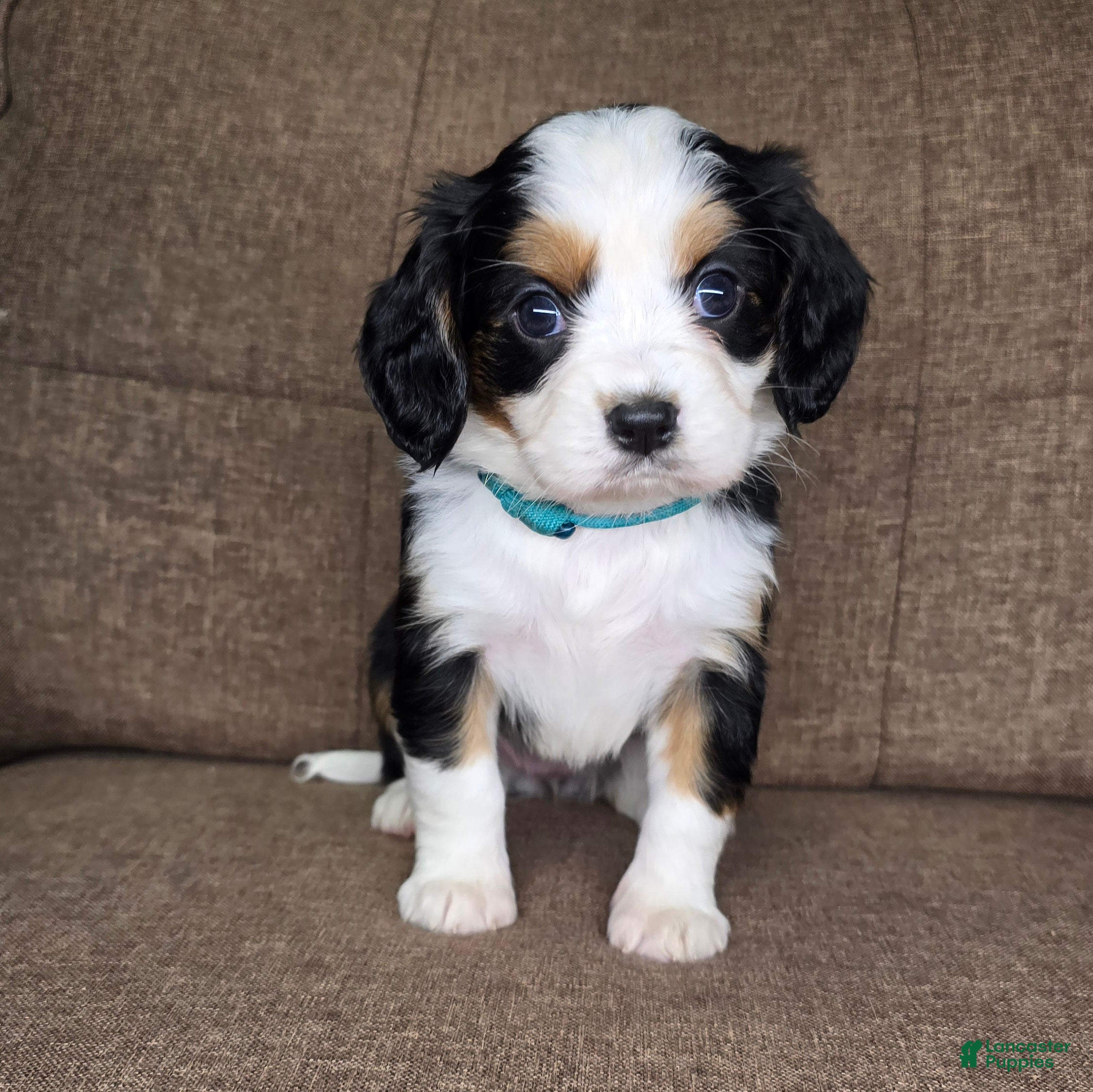Miniature Bernese Mountain Dog dogs Paris - Ad 1