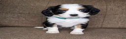 Miniature Bernese Mountain Dog dogs for sale: Sorrento [Reserved] - Ad 10
