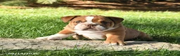 English Bulldog dogs for sale: Diamond - Ad 5
