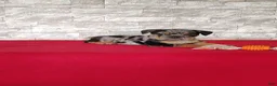 Beabull dogs for sale: Olivia - Ad 2