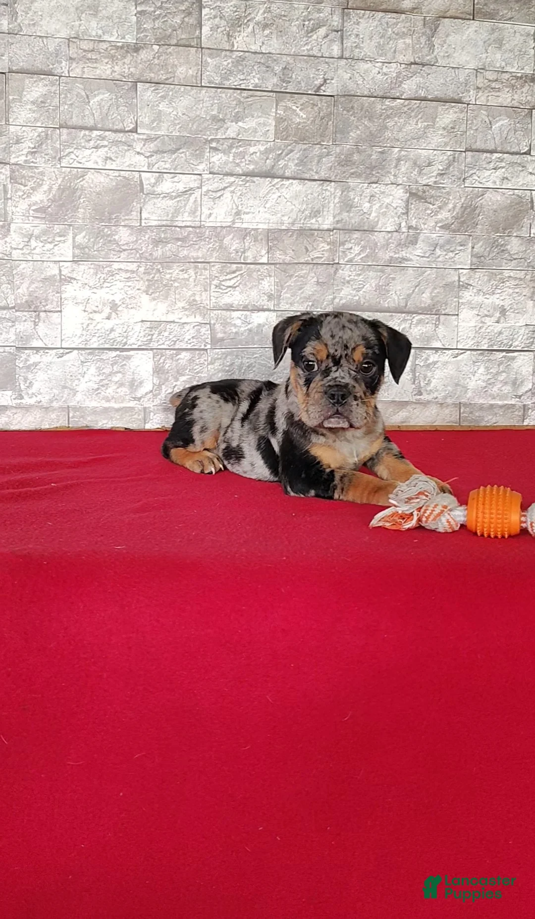 Beabull dogs for sale: Olivia - Ad 2