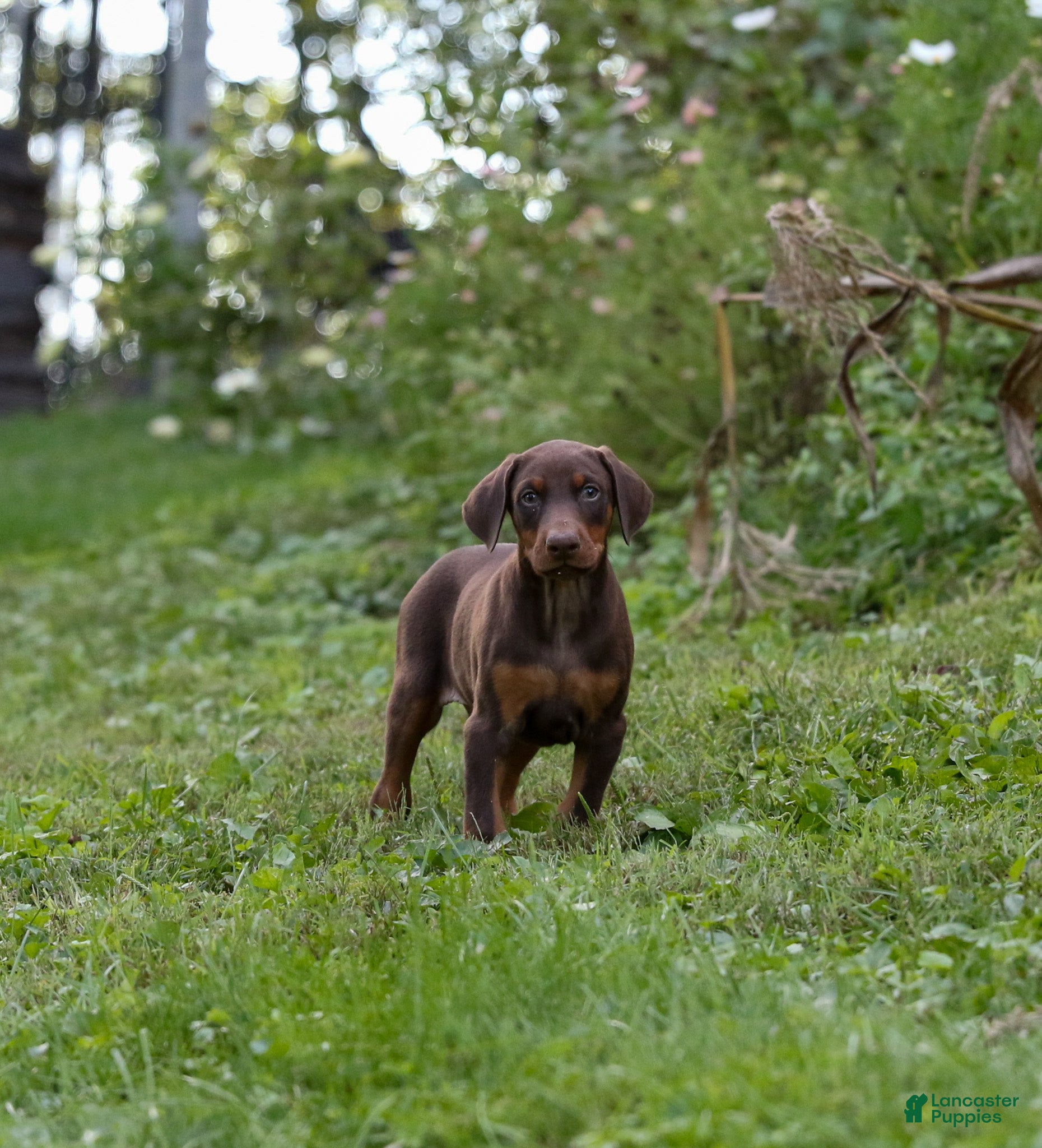 Doberman Pinscher dogs RIO - Ad 2