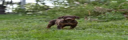 Doberman Pinscher dogs for sale: RIO - Ad 2