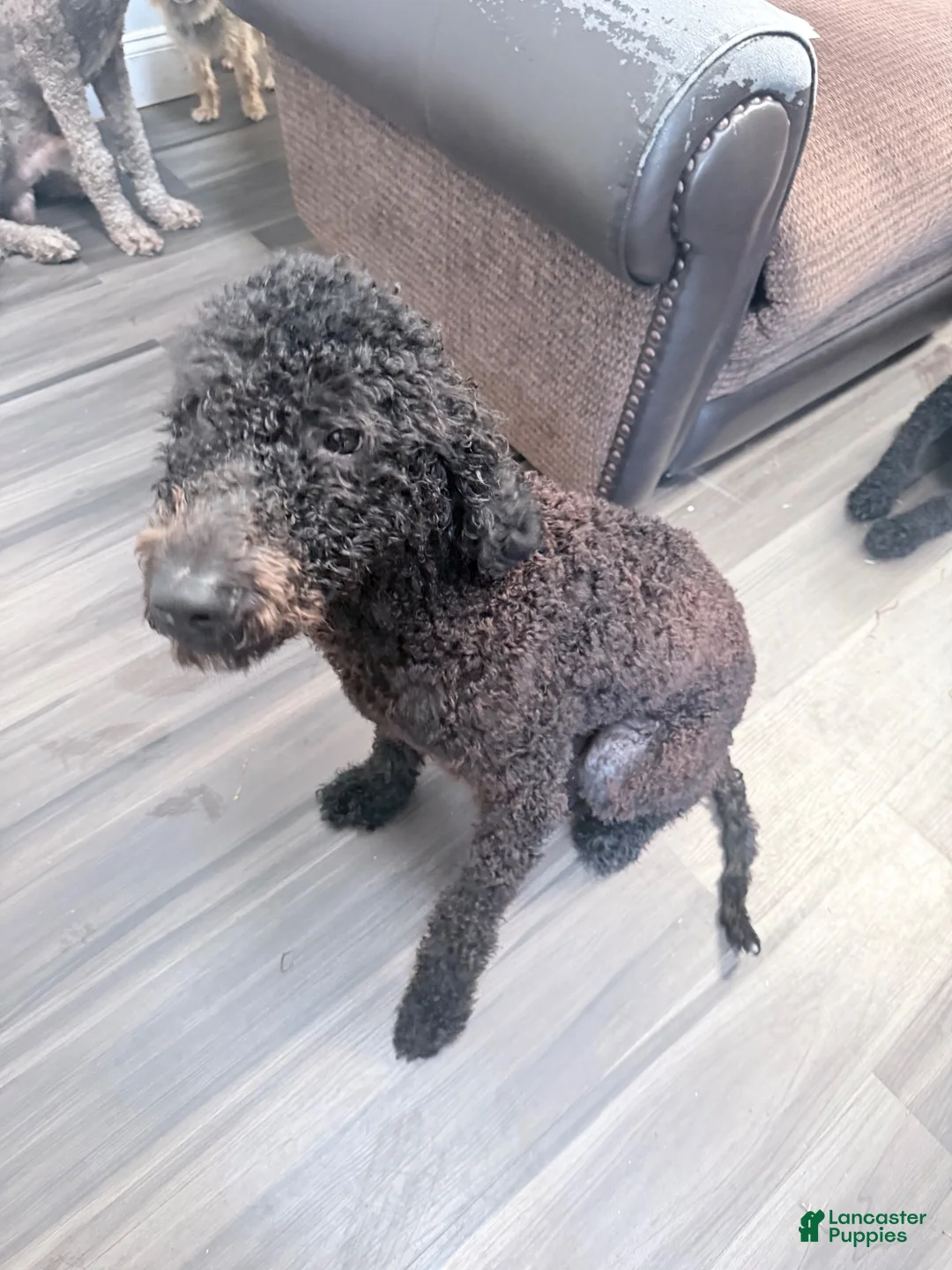 Double Doodle dogs for sale: Ace - Ad 2