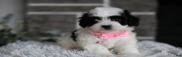 Maltipoo dogs for sale: Bonnie - Ad 6