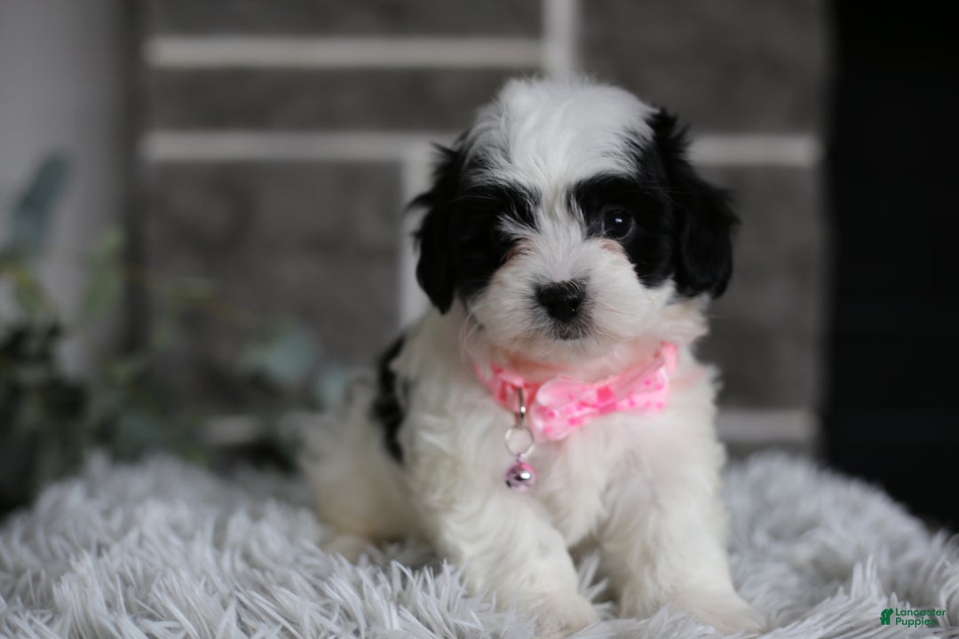 Maltipoo dogs for sale: Bonnie - Ad 6