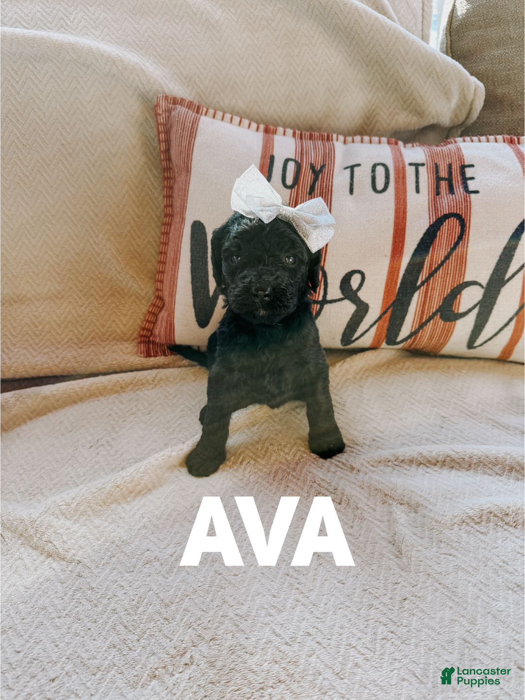 Goldendoodle dogs for sale: Ava - Ad 3
