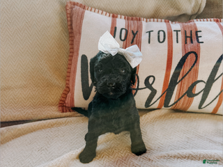 Goldendoodle dogs Ava - Ad 13