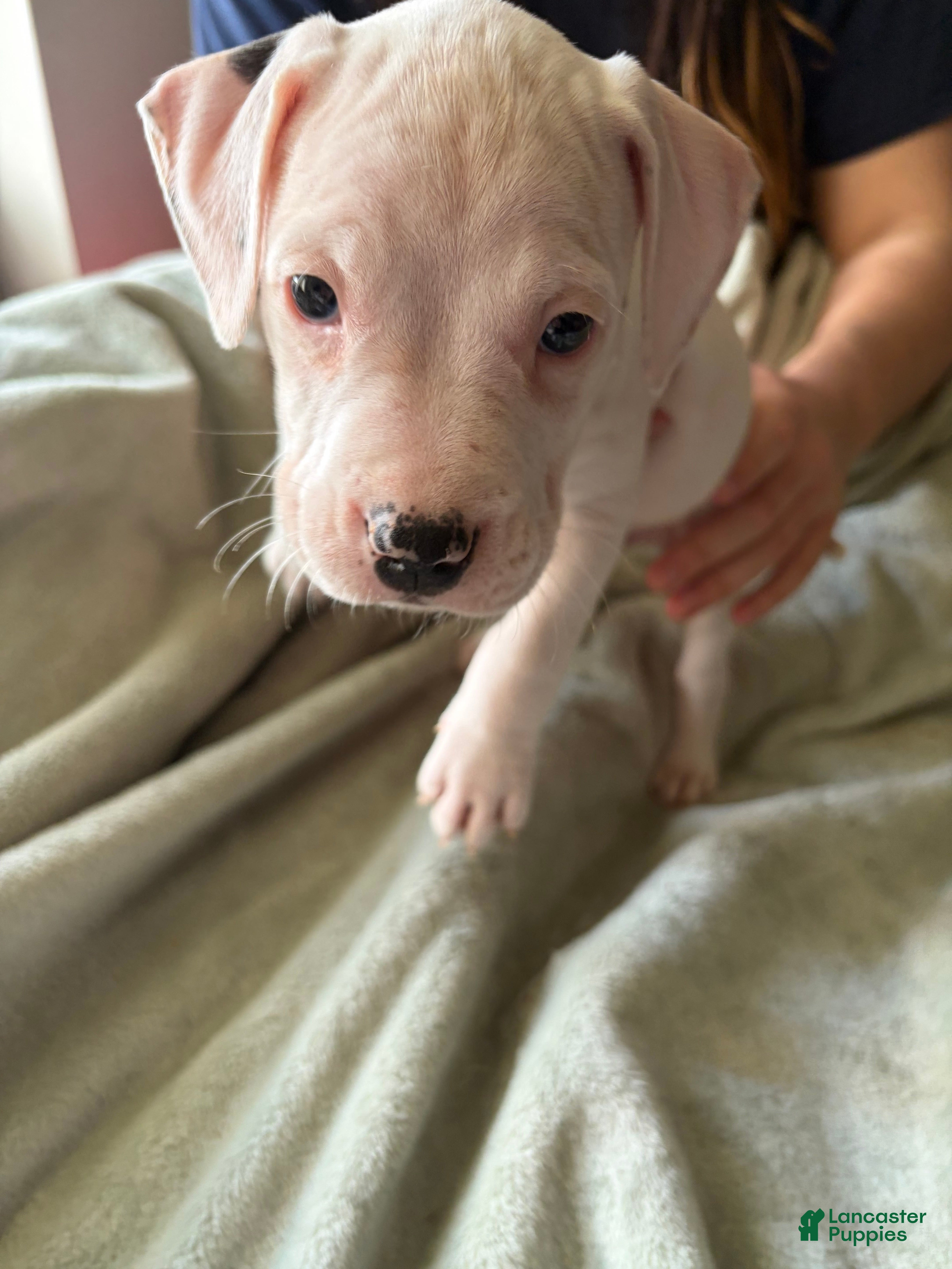 American Pit Bull Terrier dogs Yellow  - Ad 8