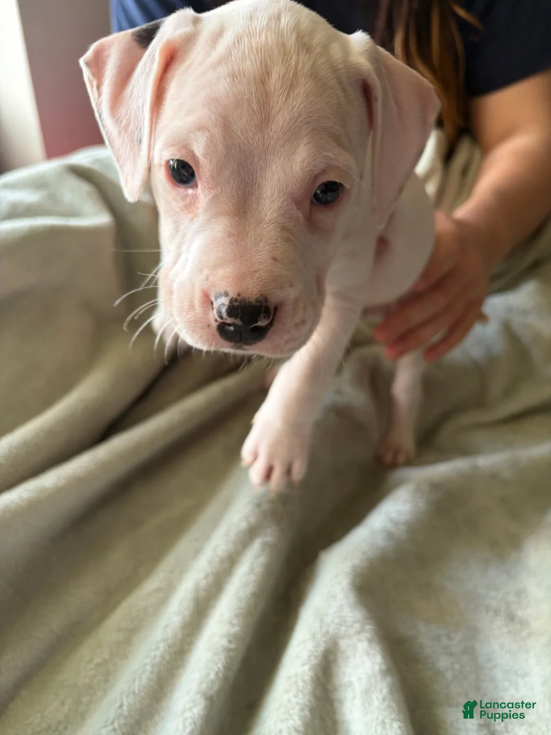 American Pit Bull Terrier dogs for sale: Yellow  - Ad 1