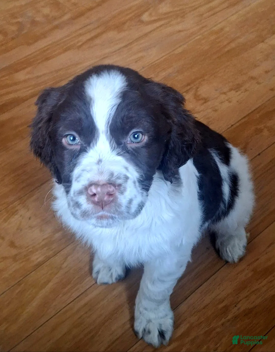 English Springer Spaniel dogs for sale: Benji - Ad 3