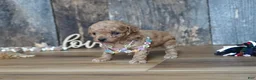 Maltipoo dogs for sale: Nessa - Ad 5