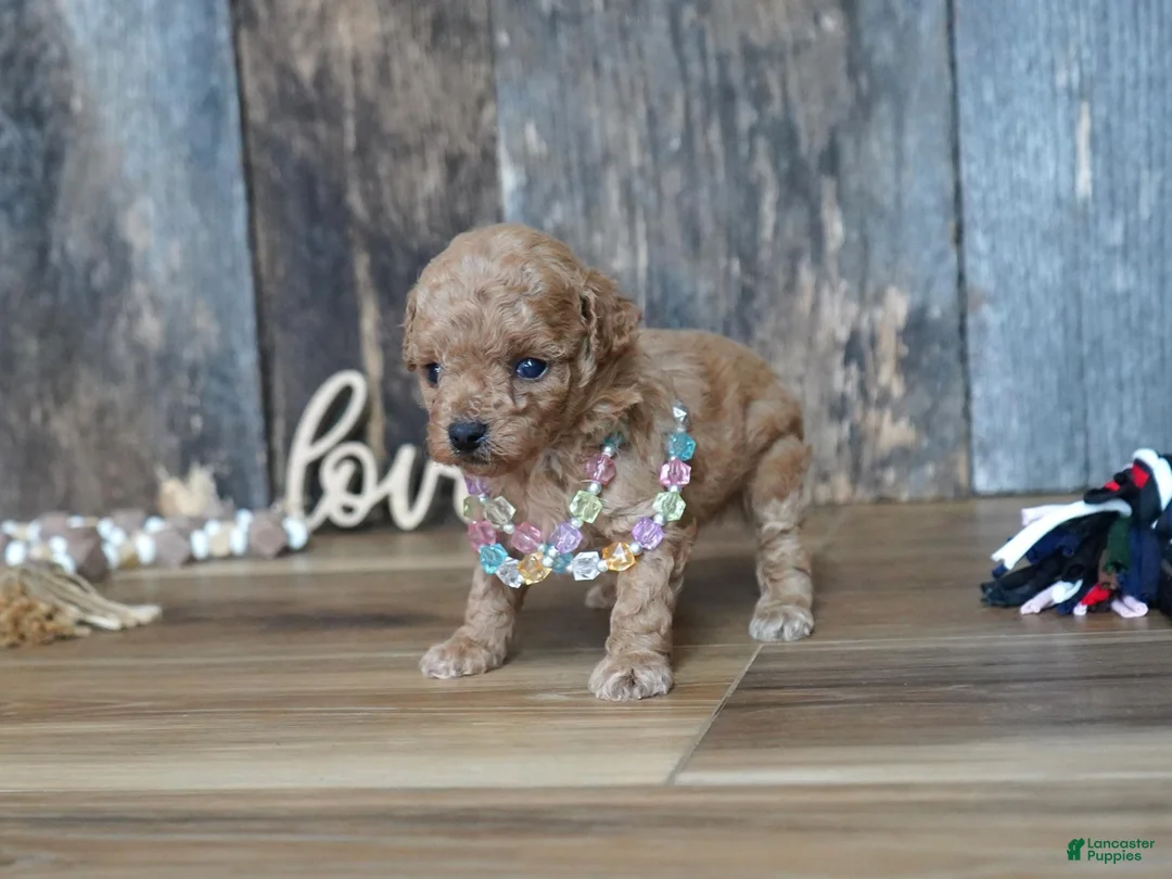 Maltipoo dogs for sale: Nessa - Ad 5