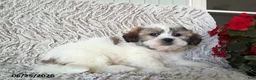 Teddy Bear dogs for sale: Olive - Ad 2