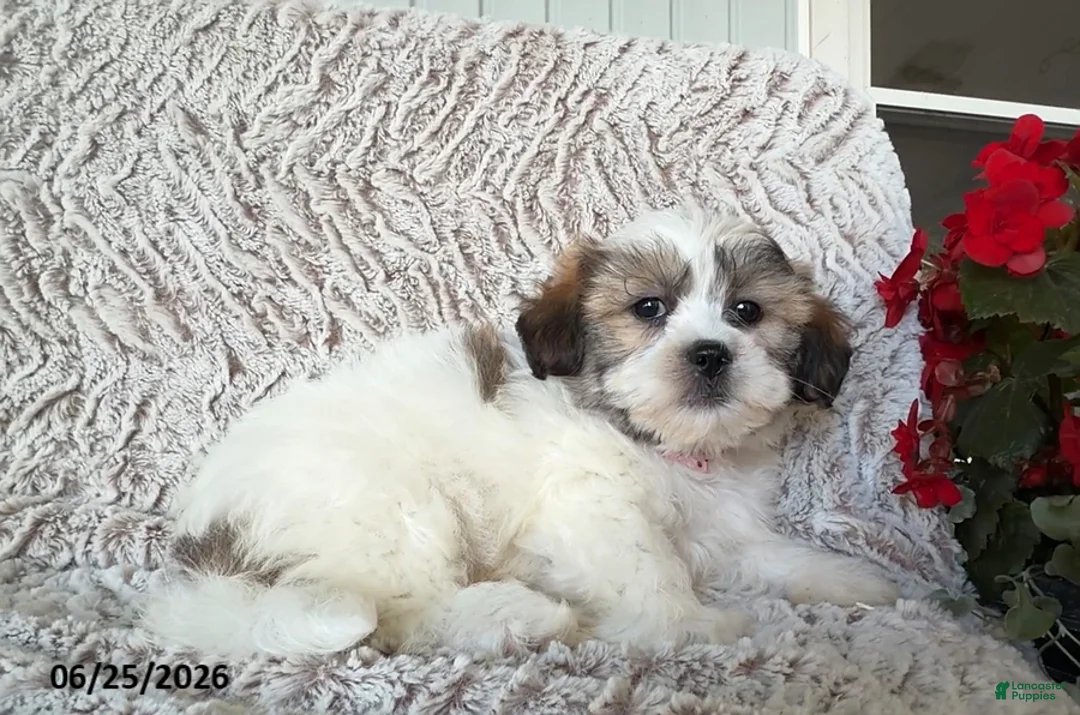Teddy Bear dogs for sale: Olive - Ad 2