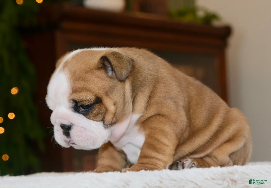English Bulldog dogs for sale: Leo - Ad 2