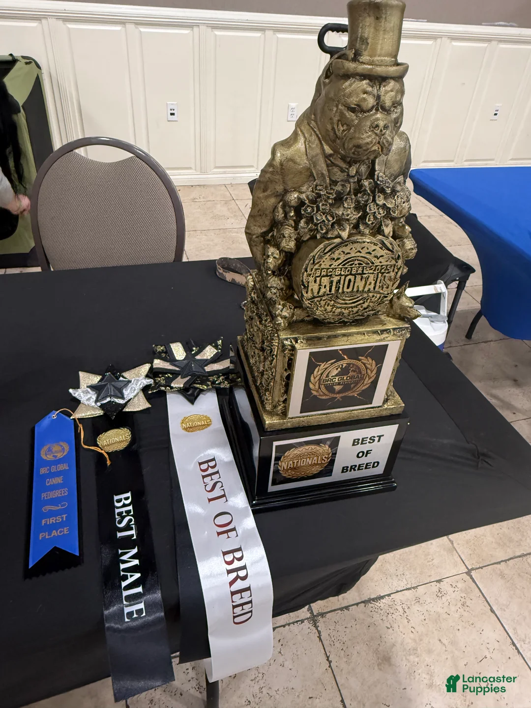 English Bulldog dogs for stud: Ace the bulldog - Ad 4