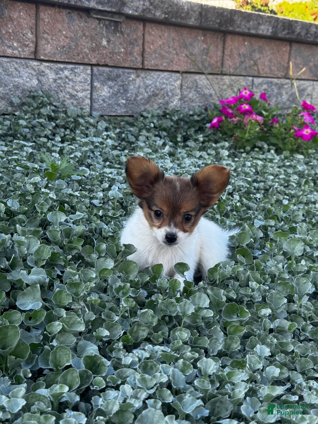 Papillon dogs for sale: River  - Ad 2