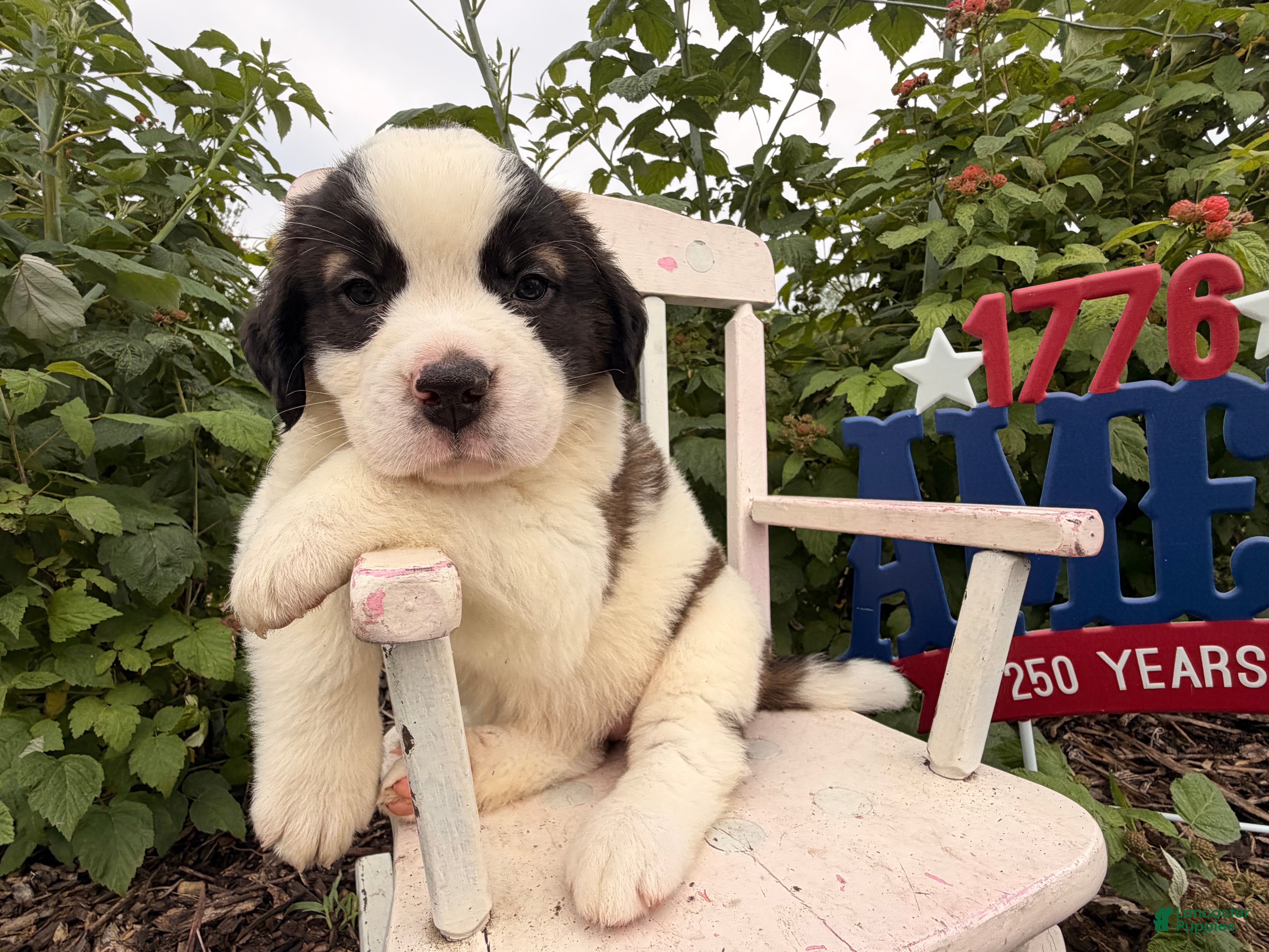 Saint Bernard dogs Betsy  - Ad 2