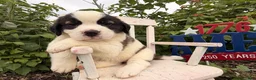 Saint Bernard dogs for sale: Betsy  - Ad 2