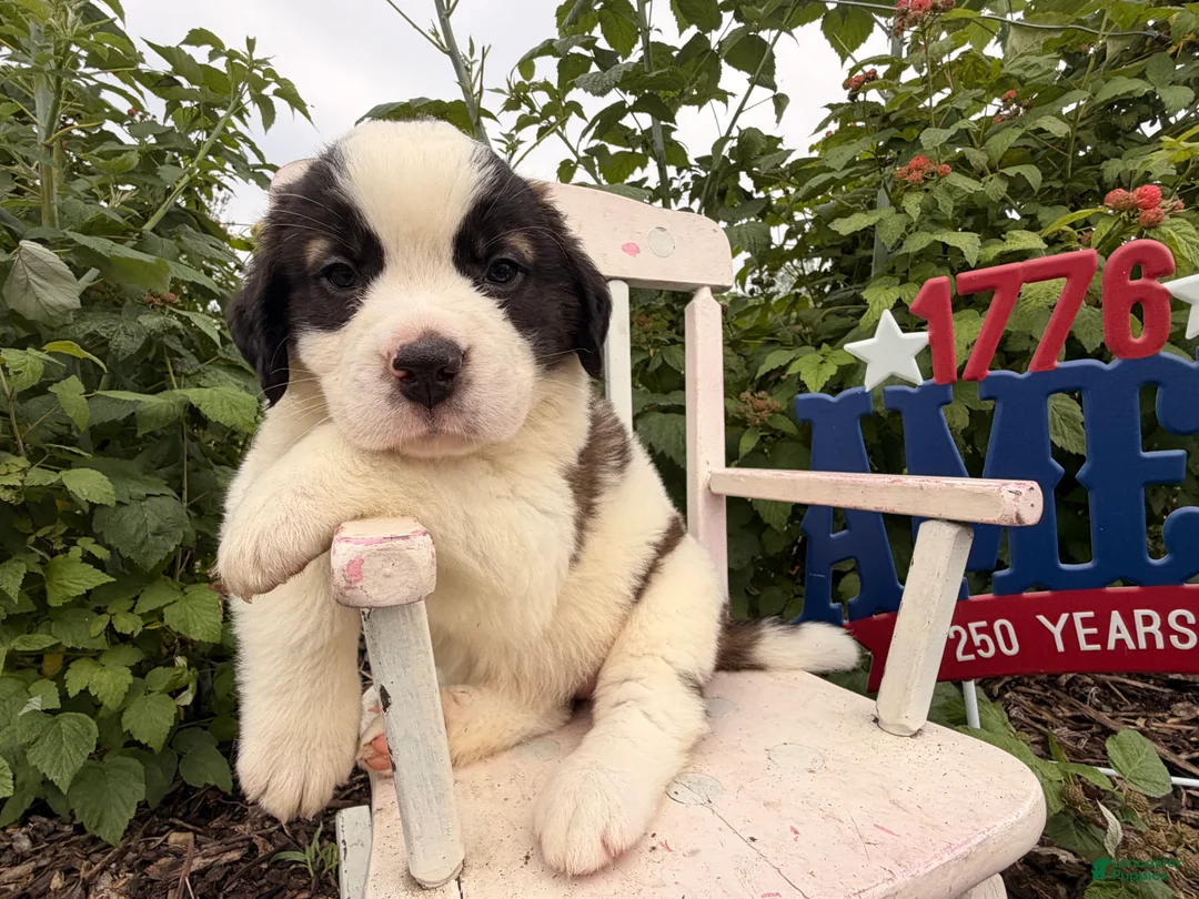 Saint Bernard dogs for sale: Betsy  - Ad 2