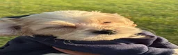 Cockapoo dogs for sale:  4. Teddy - Ad 4