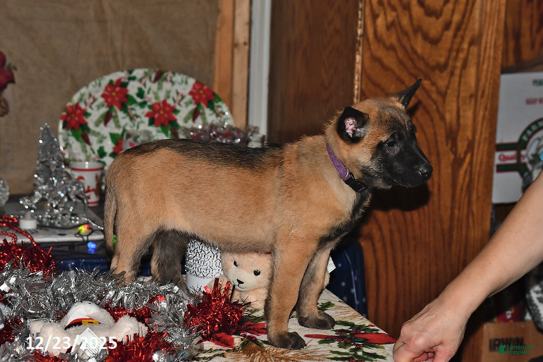 Belgian Malinois dogs for sale: Scarlet - Ad 9