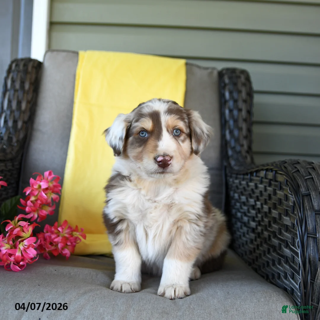 Australian Shepherd dogs for sale: Rowan - Ad 5