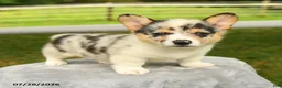 Welsh Corgi Pembroke dogs for sale: Candy - Ad 1