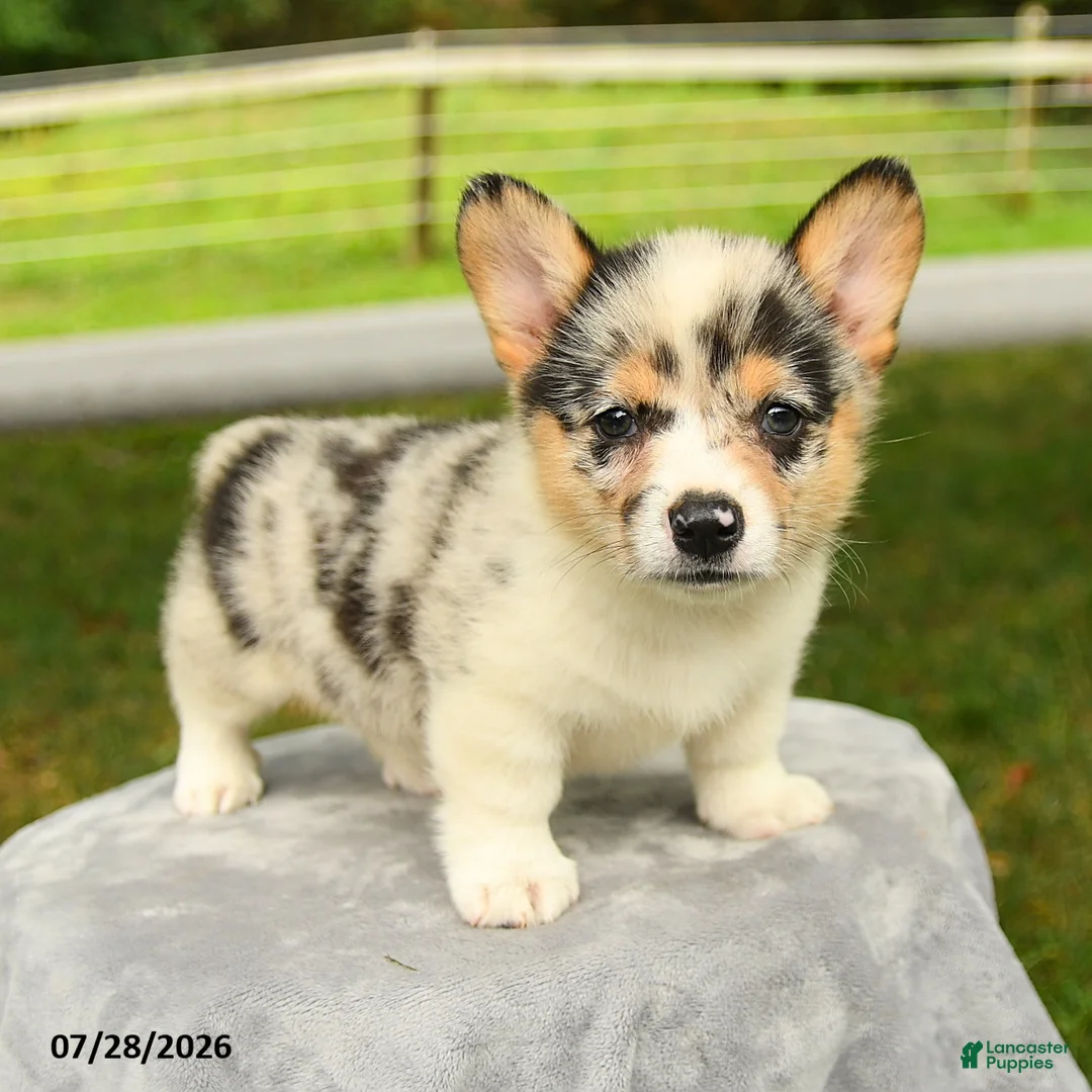 Welsh Corgi Pembroke dogs for sale: Candy - Ad 1