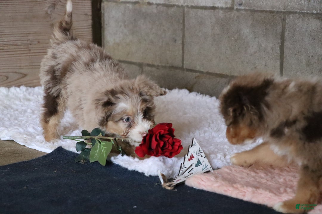 Mixed Breed dogs for sale: Poppy  - Ad 8