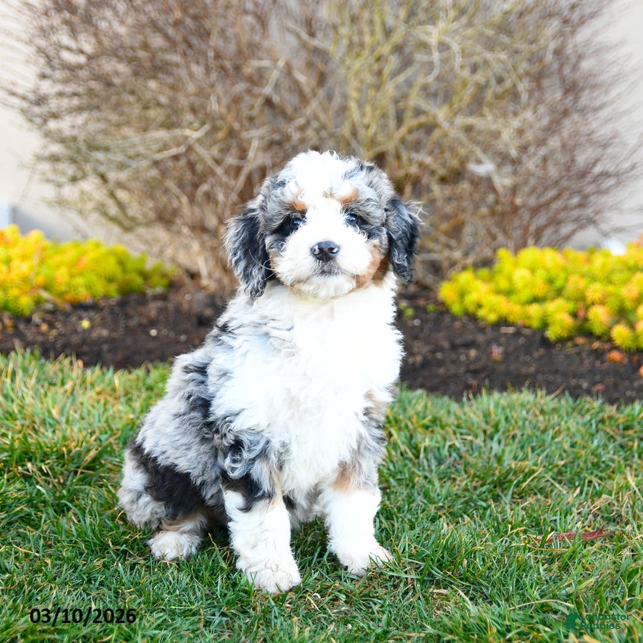 Mini Bernedoodle dogs Daisy - Ad 2