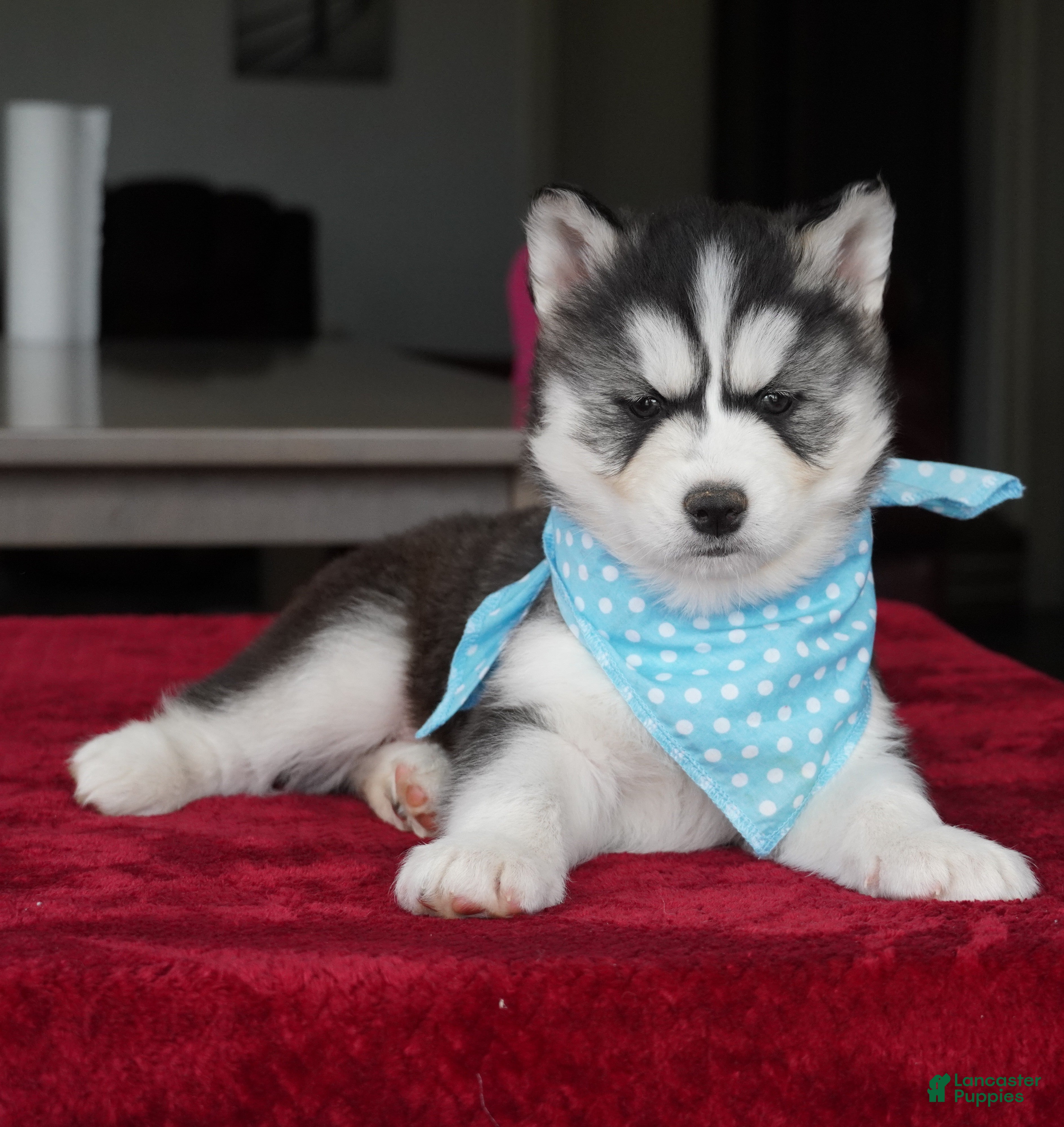 Siberian Husky dogs Bear - Ad 2