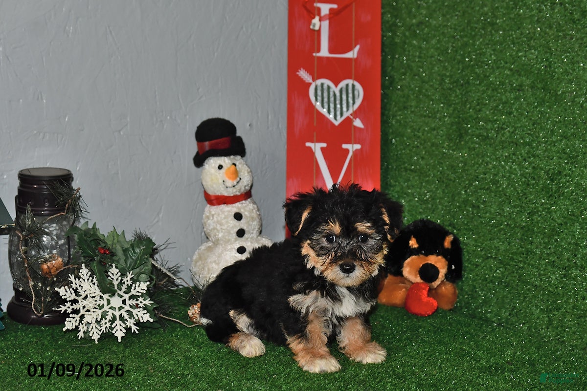 Yochon dogs Dallas - Ad 2