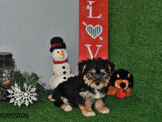 Yochon dogs Dallas - Ad 2