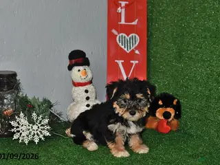 Yochon dogs Dallas - Ad 3