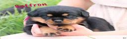 Rottweiler dogs for sale: Saffron w a Long Tail  - Ad 8