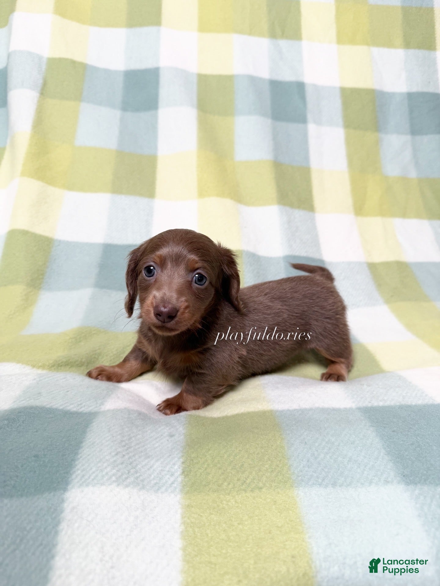 Miniature Dachshund dogs AKC Fawn Long Haired Female  - Ad 2