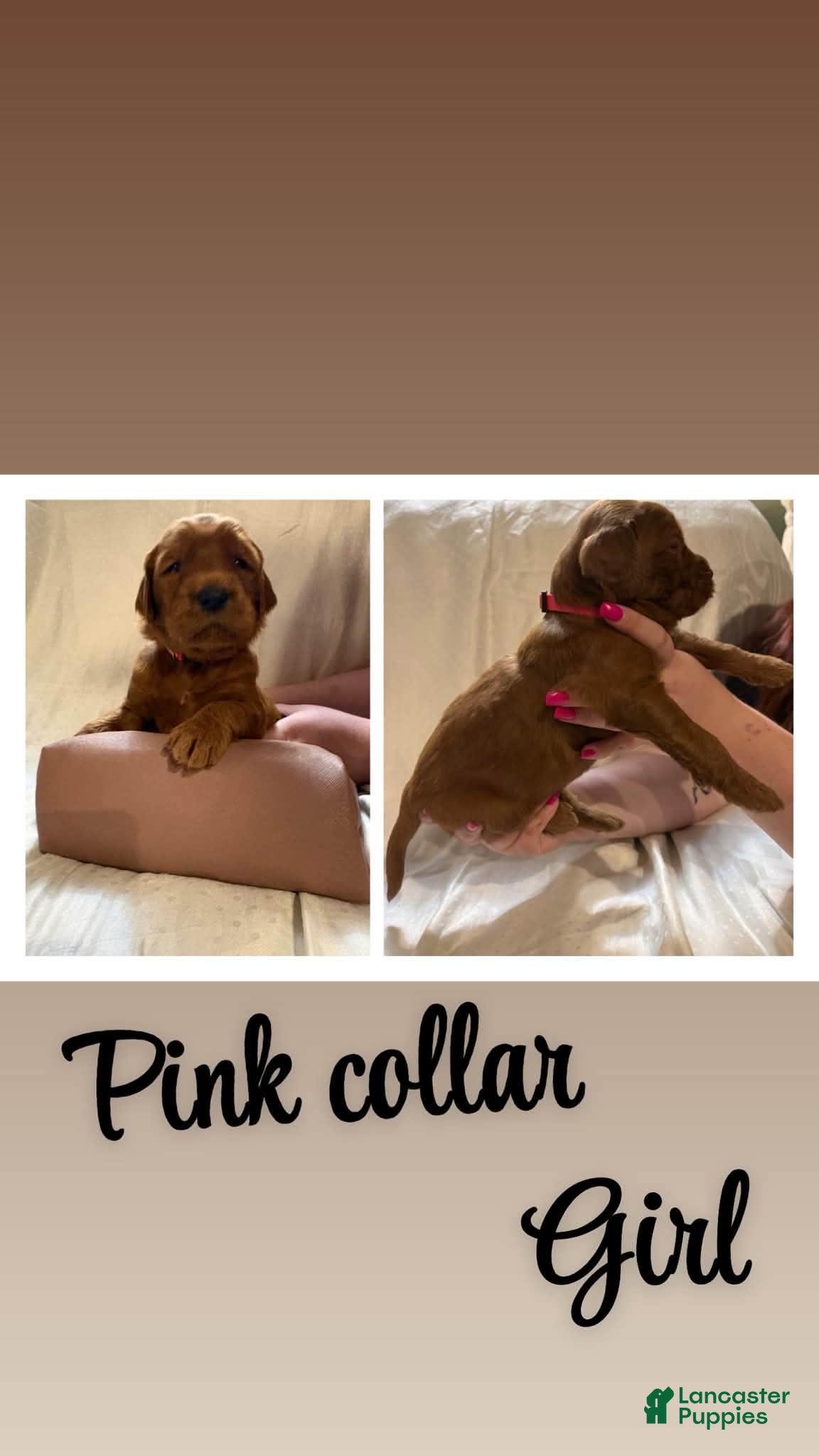 Goldendoodle dogs for sale: Goldendoodle 5 - Ad 3