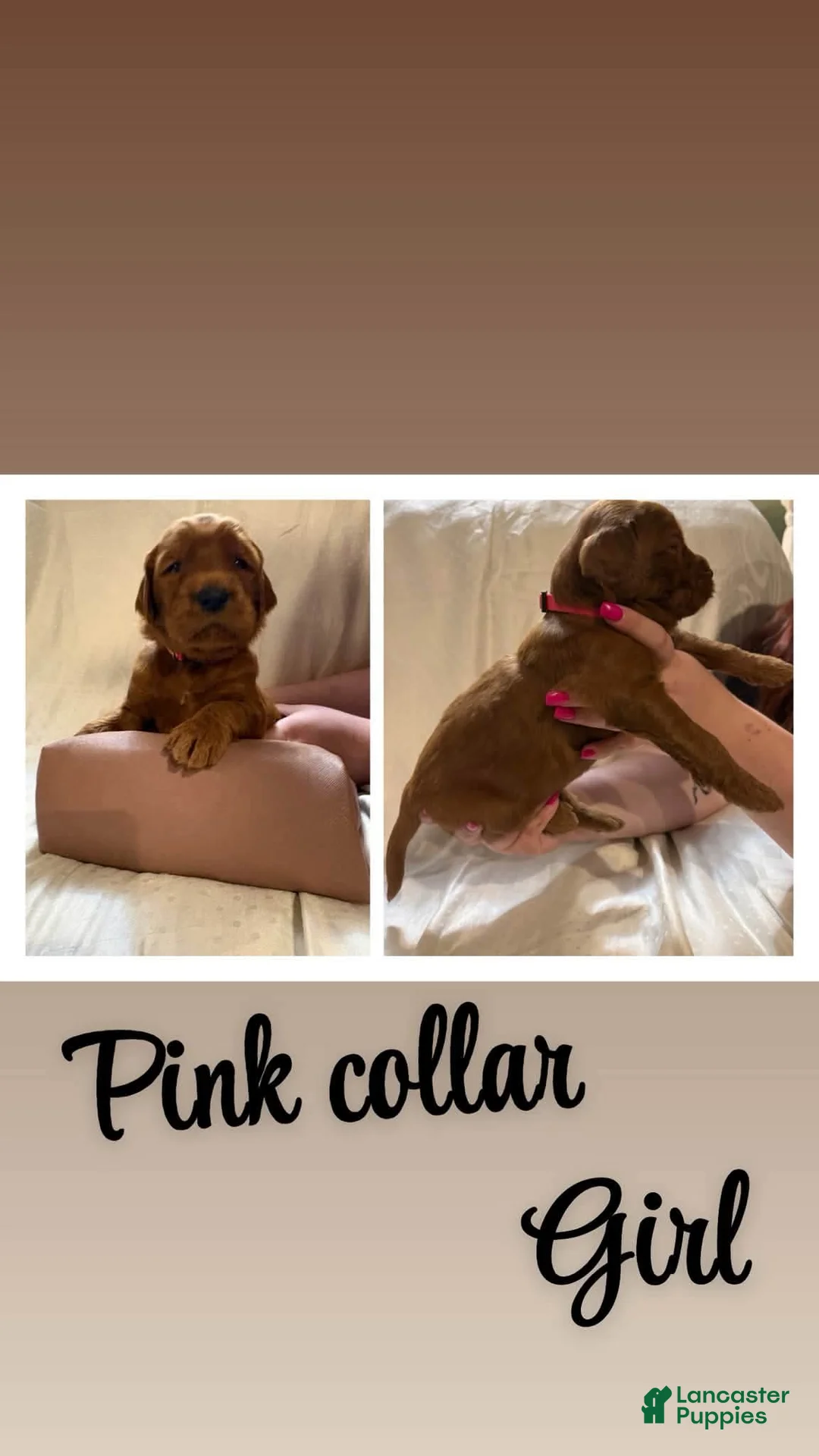 Goldendoodle dogs for sale: Goldendoodle 5 - Ad 1