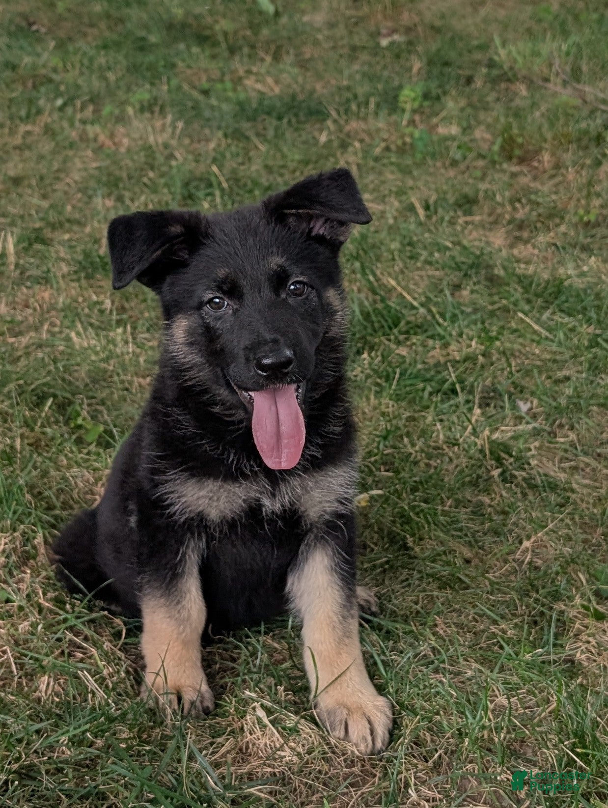German Shepherd dogs Mandi  - Ad 1