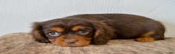 Cavalier King Charles Spaniel dogs for sale: Cally - Ad 2